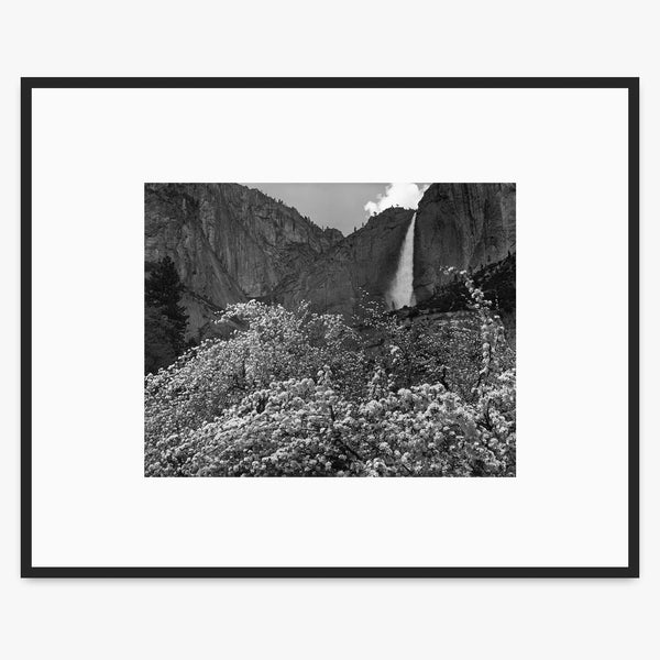 Yosemite Falls and Apple Blossoms by Ansel Adams – The Ansel Adams