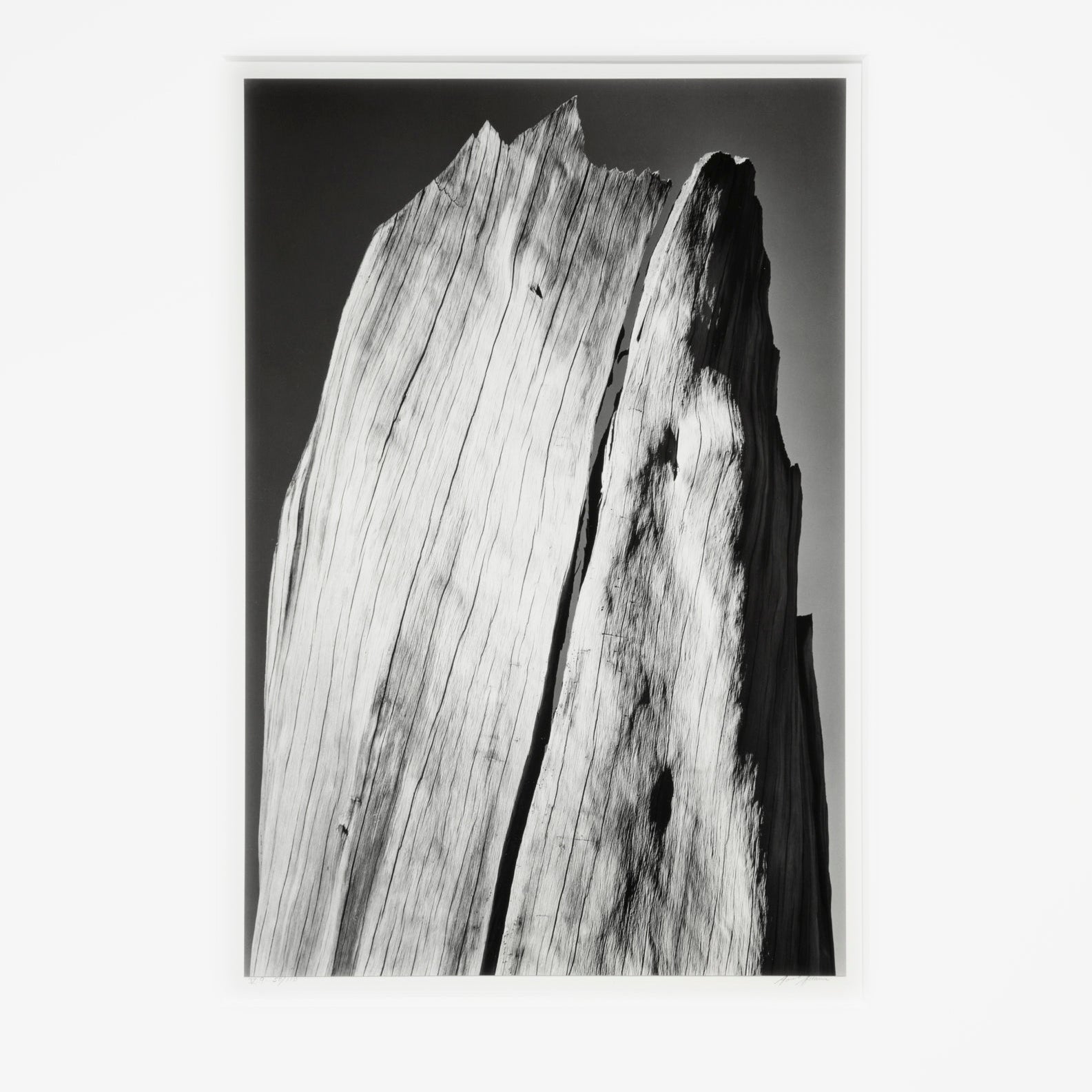White Stump Original Photograph Ansel Adams 