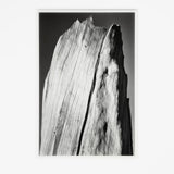 White Stump Original Photograph Ansel Adams 
