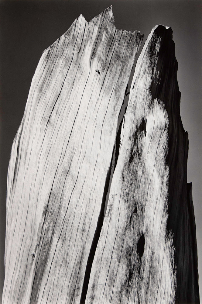 White Stump Original Photograph Ansel Adams 