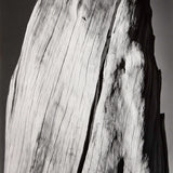 White Stump Original Photograph Ansel Adams 