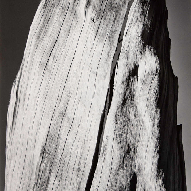 White Stump Original Photograph Ansel Adams 