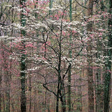 Pink and White Dogwoods, Kentucky.