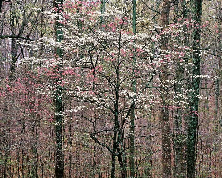 Pink and White Dogwoods, Kentucky.