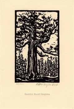 Grizzly Giant Sequoia.