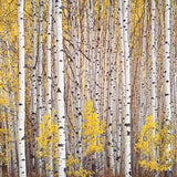 Aspen Grove, Colorado, 1993.