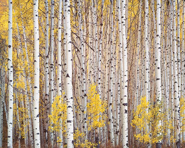 Aspen Grove, Colorado, 1993.