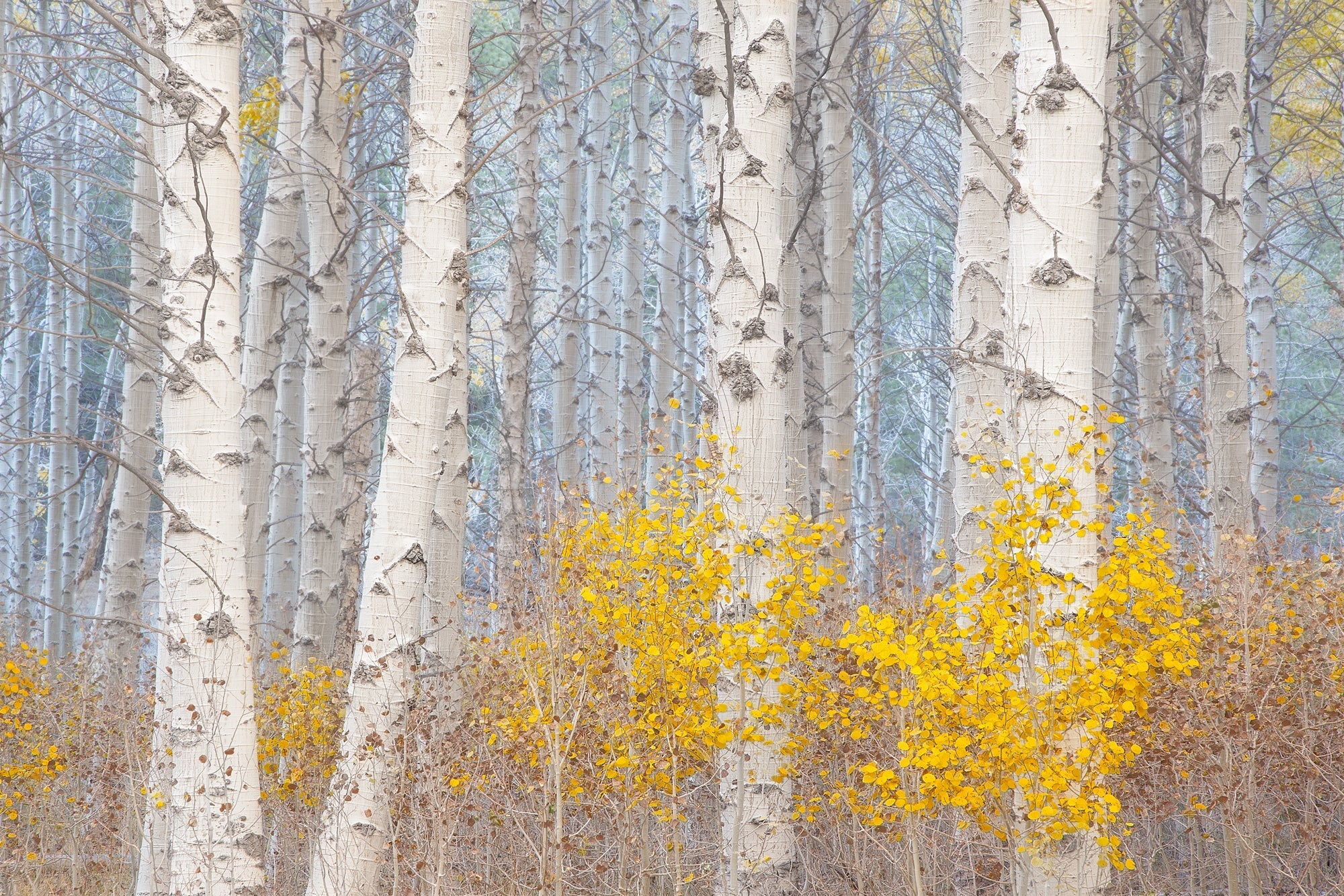 Aspens and the Blue Light Shop charlotte gibb 15 x 22" 