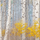 Aspens and the Blue Light Shop charlotte gibb 15 x 22" 