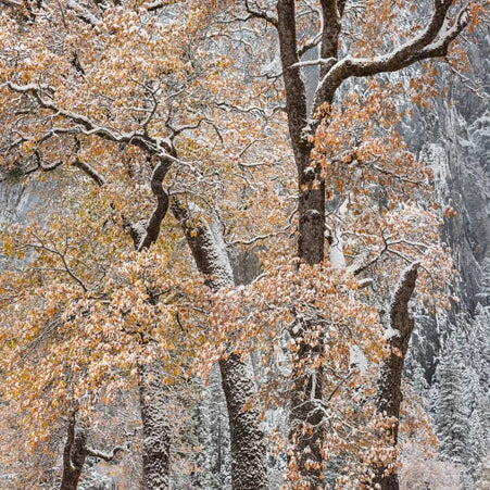 Autumn Snow and Black Oaks, Yosemite Shop Charles Cramer 