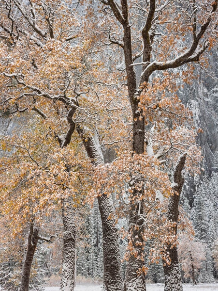 Autumn Snow and Black Oaks, Yosemite