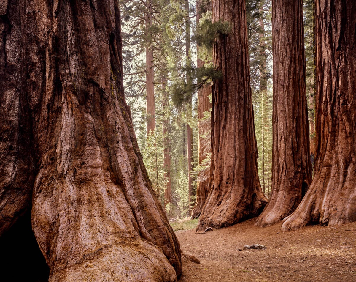 Bachelor & Three Graces, Mariposa Grove, Yosemite Shop Charles Cramer 