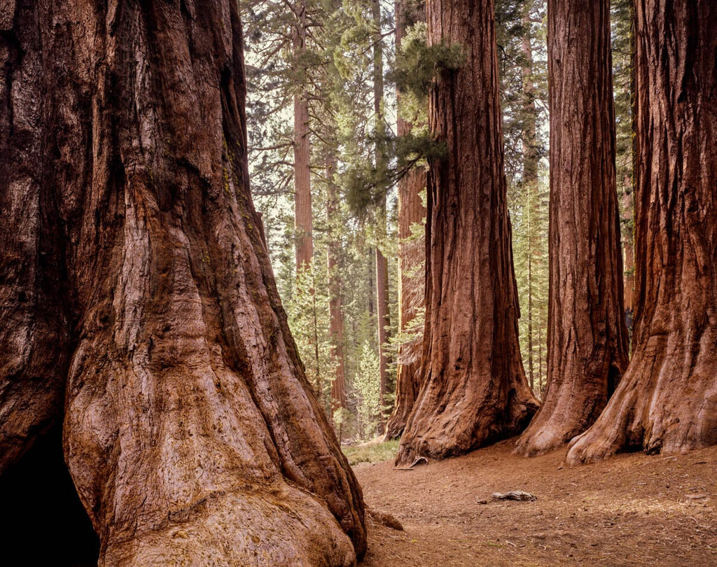 Bachelor & Three Graces, Mariposa Grove, Yosemite