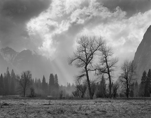 Bare Oaks, Winter, Yosemite Valley.