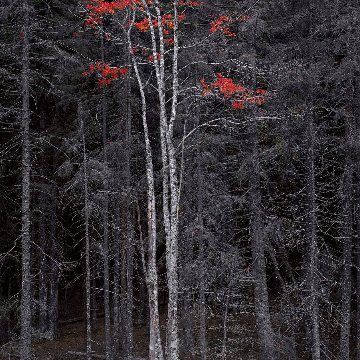 Bare Trees, Red Leaves, Acadia.