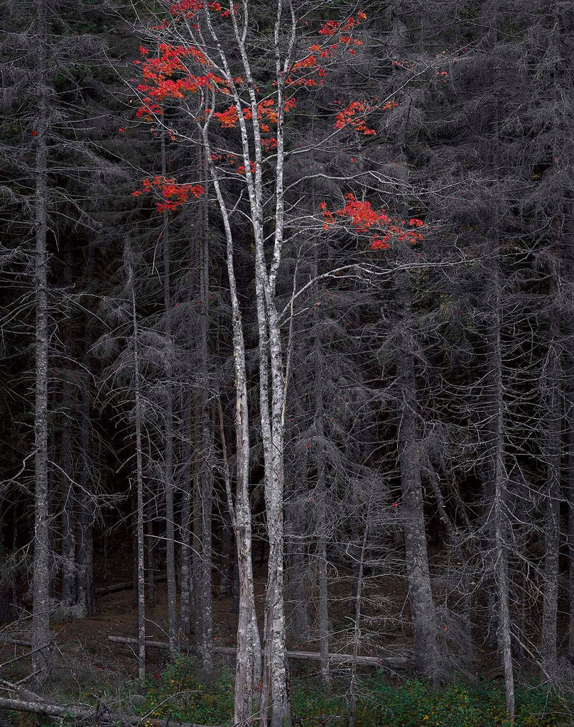 Bare Trees, Red Leaves, Acadia