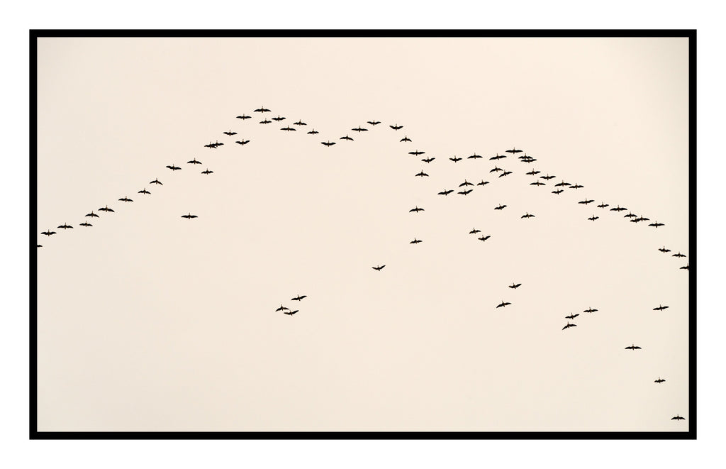 Birds in Flight, Faroe Islands, 2018