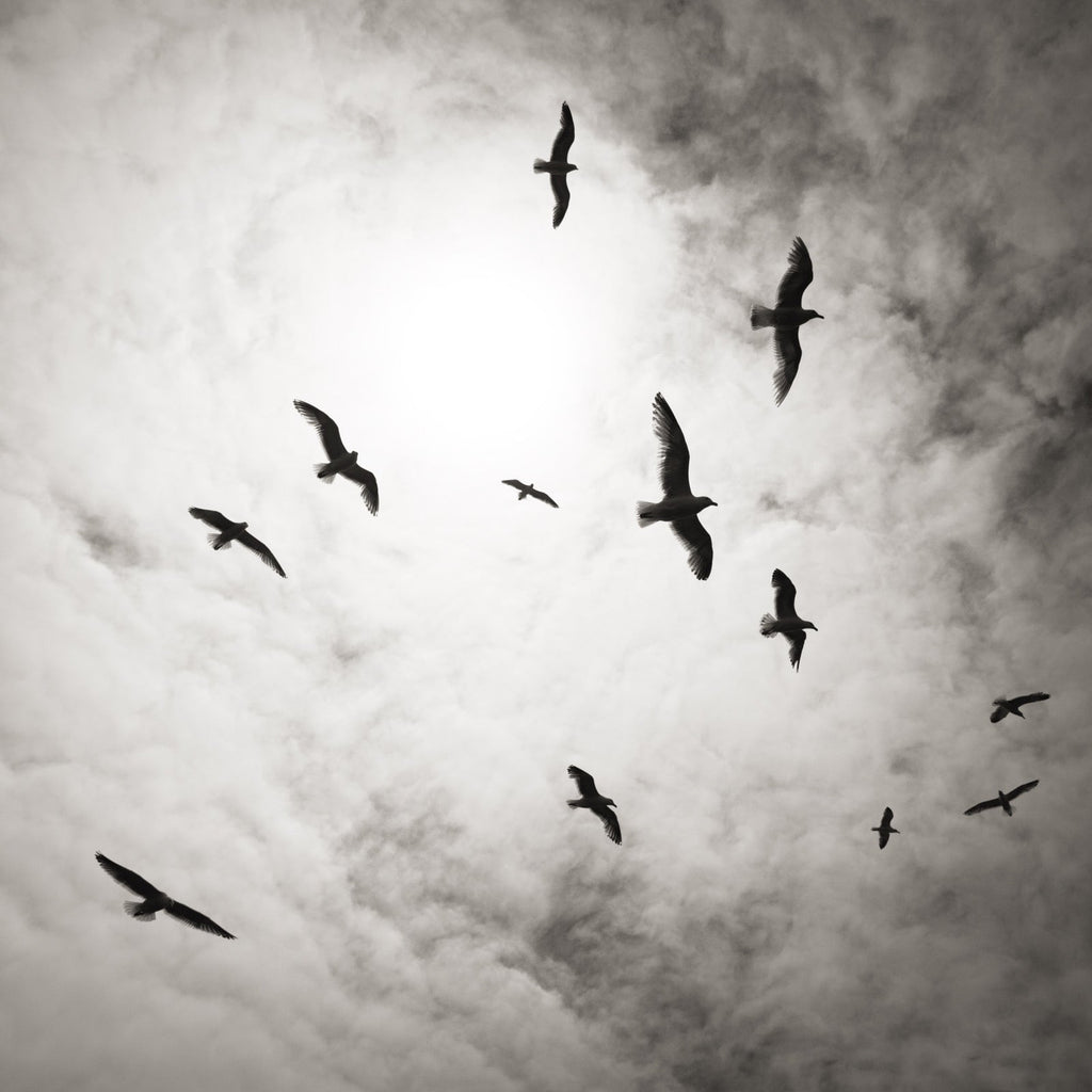 Birds in Flight