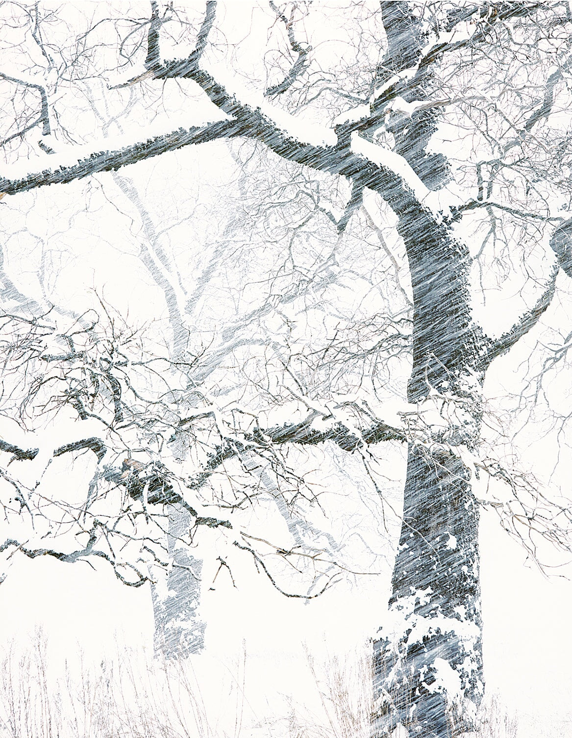 Black Oak, Snow Squall Shop Keith Walklet 