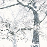 Black Oak, Snow Squall Shop Keith Walklet 