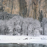 Black Oaks, Merced River and El Capitan.