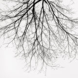 Branch Silhouette, New York City Shop Jeffrey Conley 