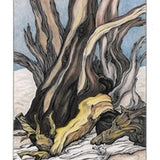 Bristlecone Pine Rhythm.