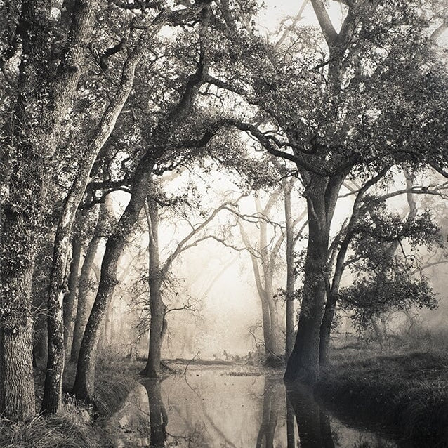 Cathedral Oaks.
