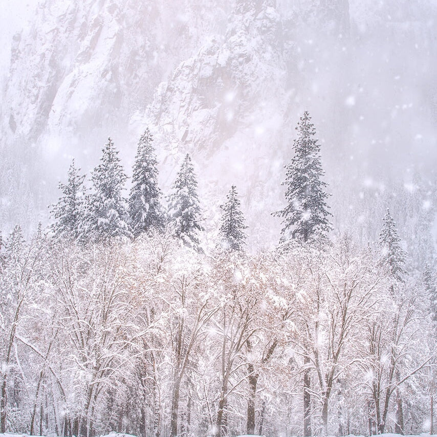 Cathedral Rocks in the Snow Shop charlotte gibb 