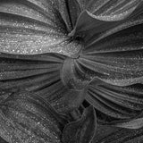 Corn Lily Leaves, Yosemite National Park, California 2013 Shop William Neill 11"x14" 