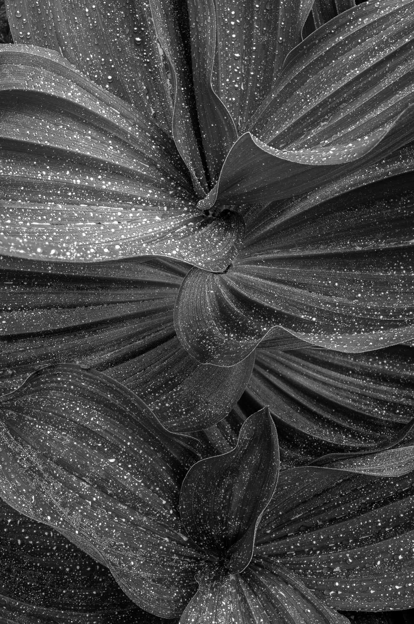 Corn Lily Leaves, Yosemite National Park, California 2013 Shop William Neill 11"x14" 