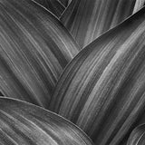 Corn Lily Leaves, Yosemite Shop Alan Ross 
