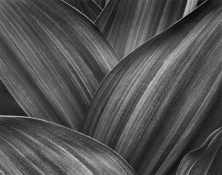 Corn Lily Leaves, Yosemite Shop Alan Ross 