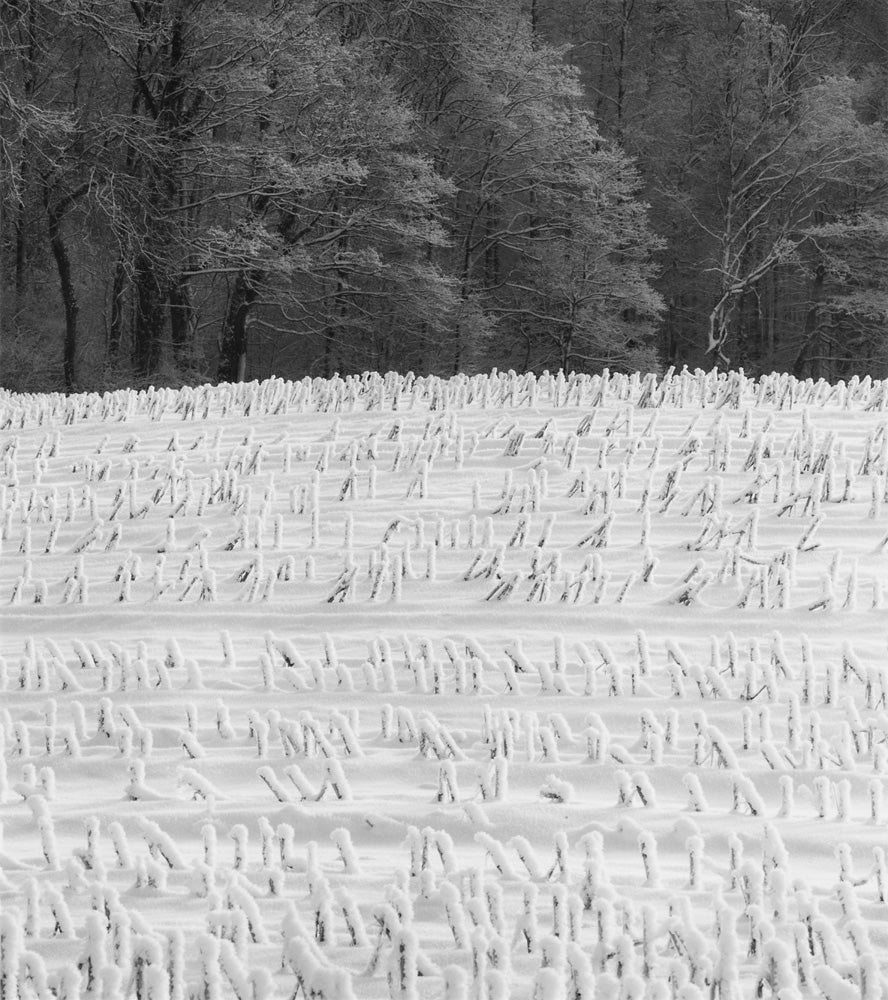 Corn Stalks in Snow, December 2010 Shop Anne Larsen 