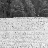 Corn Stalks in Snow, December 2010 Shop Anne Larsen 