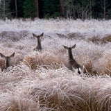 Curious Deer, Yosemite National Park.