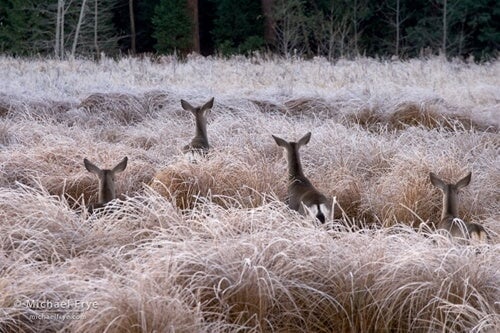 Curious Deer, Yosemite National Park.
