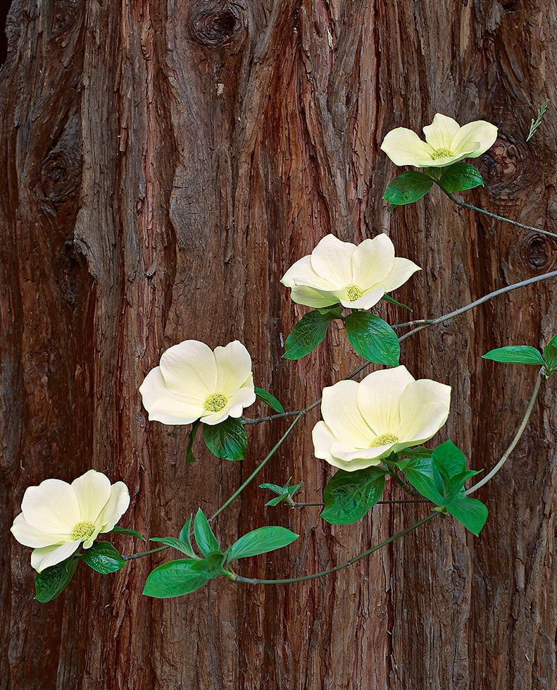 Dogwood Blossoms and Cedar Trunk Shop Keith Walklet 
