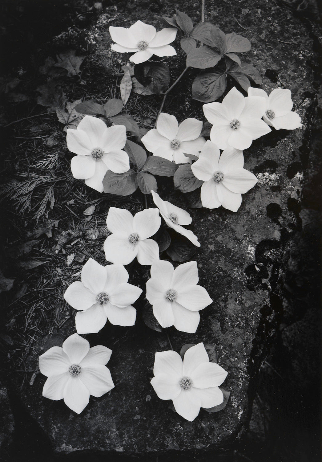 Dogwood Blossoms.
