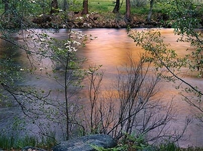 Dogwood, Spring, Merced River