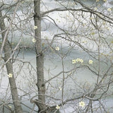 Dogwood Tree Blooming Along the Merced River.
