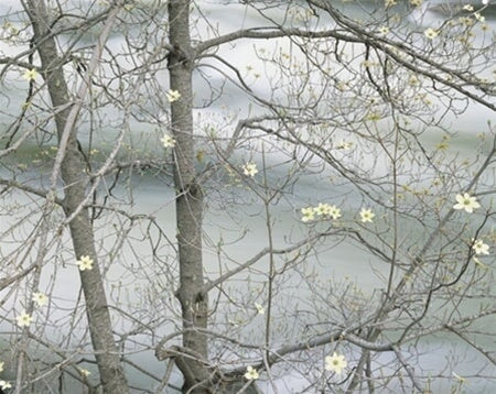 Dogwood Tree Blooming Along the Merced River.