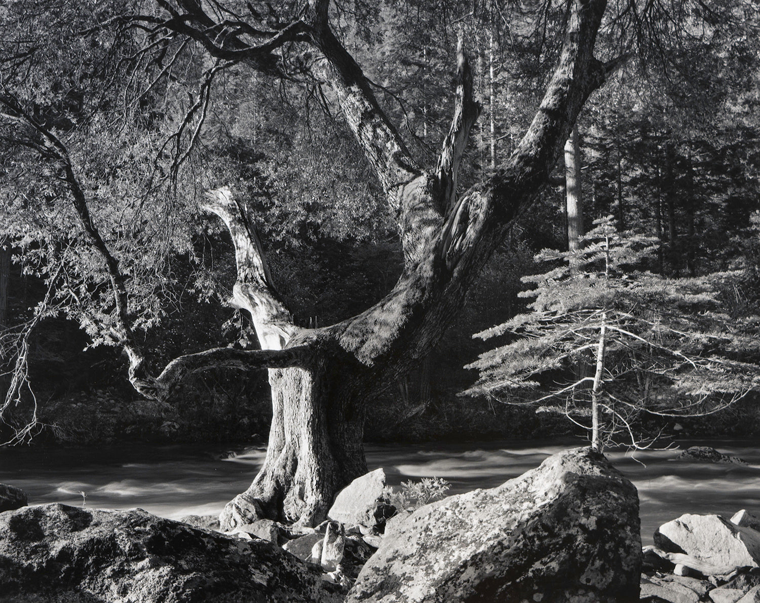 Early Morning, Merced River.