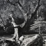 Early Morning, Merced River.