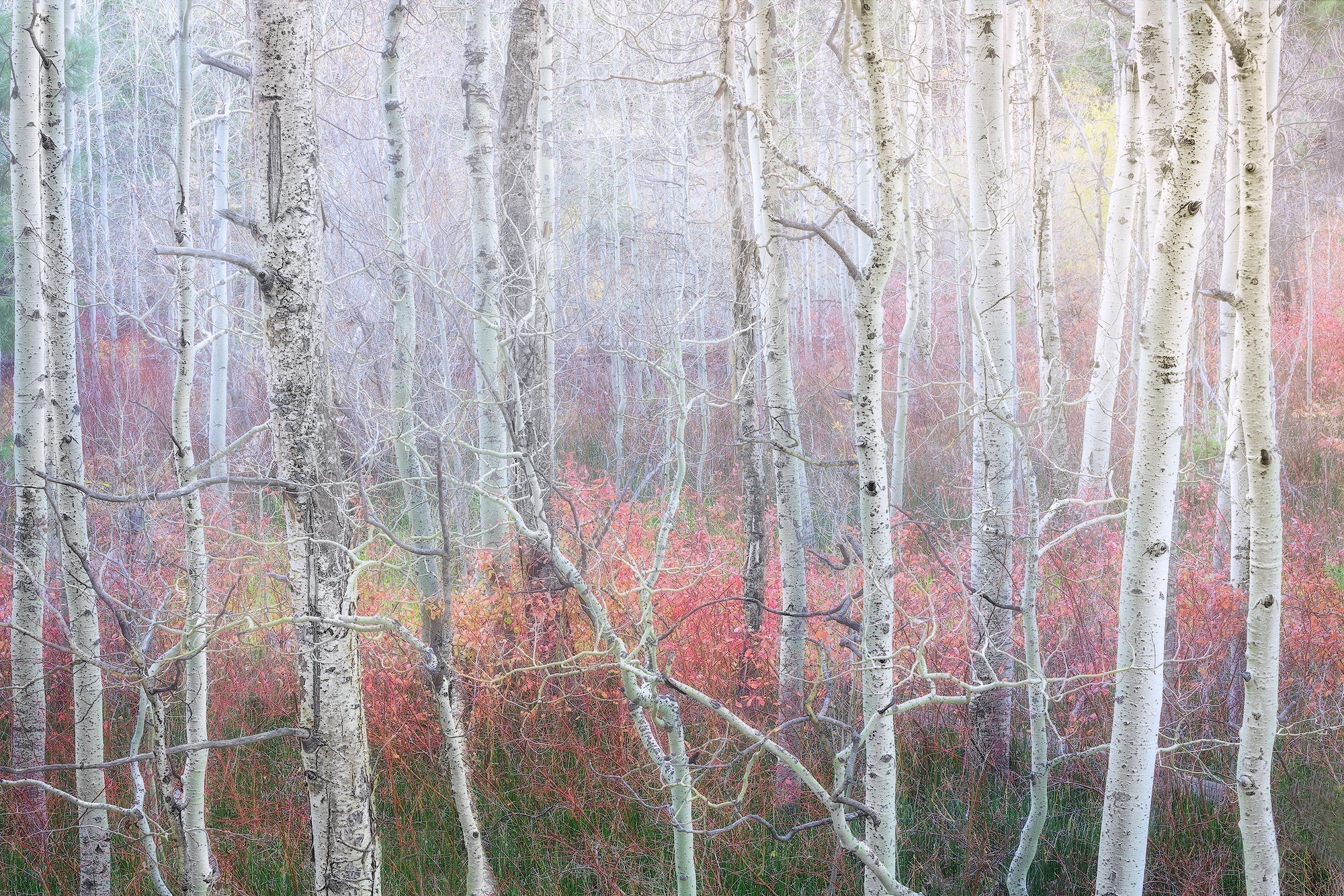 Enchanted Forest Shop charlotte gibb 