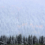 Evergreen and Aspen, Autumn Snow near Telluride Shop Charles Cramer 
