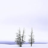 Frosty Pines, Yellowstone.