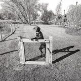 Gate and Guard Dog.