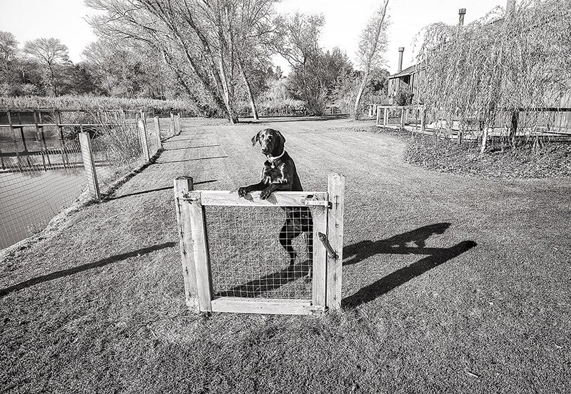 Gate and Guard Dog.