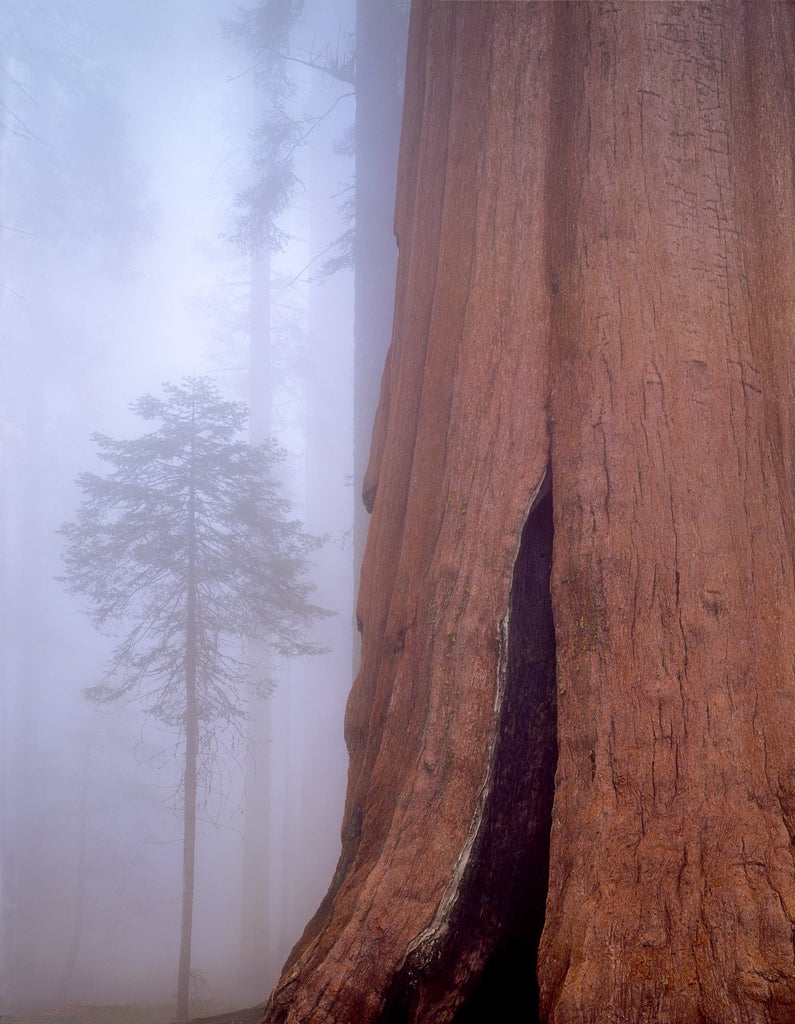 Giant Sequoia and Fir Tree in the Fog, Sequoia National Park, California, 1993